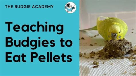 Should parakeets eat seeds or pellets? - Birdful