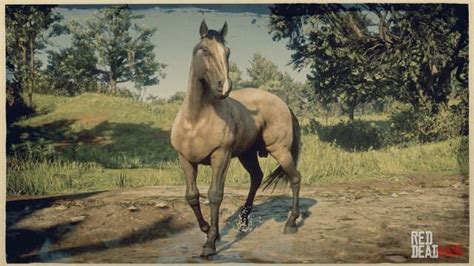 Buckskin American Standardbred | RDR2 & Online Horse Stats & Locations