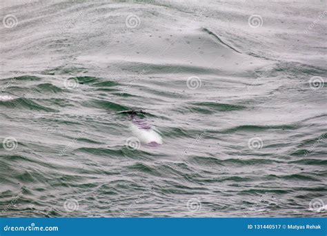 Commerson`s dolphin stock image. Image of outside, cephalorhynchus - 131440517