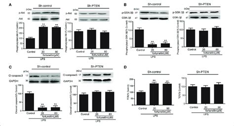 RNA Interference Of Phosphatase And Tensin Homolog PTEN Inhibited