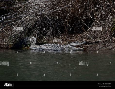 North American Alligator near a pond in North Carolina Stock Photo - Alamy