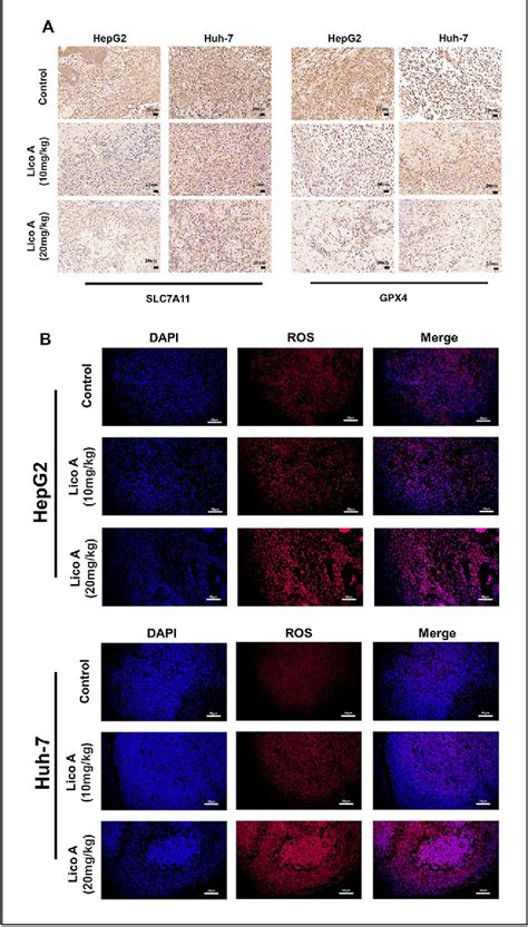 Figure 1 From Licochalcone A Induces Ferroptosis In Hepatocellular