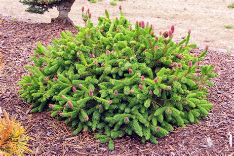 Picea Abies Pusch Norway Spruce Conifer Kingdom