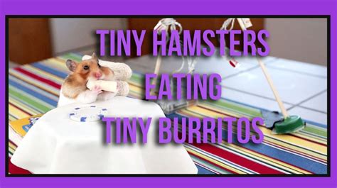 Tiny Hamsters Eating Tiny Burritos