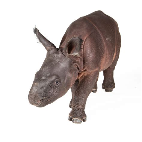 Endangered Indian Rhino Calf Continues Our Tradition of World Firsts ...