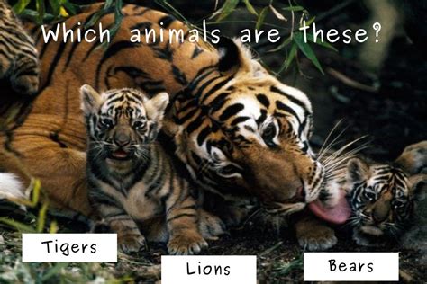 Wild animals ppt