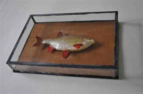 Vintage Taxidermy Fish In Original Wooden Display Case At 1stdibs