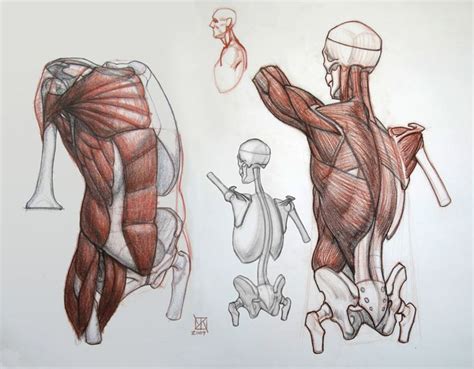 Anatomy Demos Via Pincg Anatomy Art Human Anatomy Drawing Human