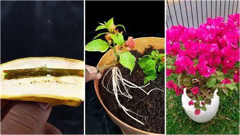 Growing Bougainvillea Trees From Bougainvillea Cuttings Use Banana