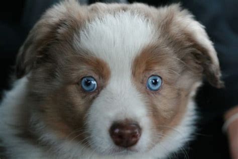 How to Train Your Australian Shepherd Puppy - Aussie University