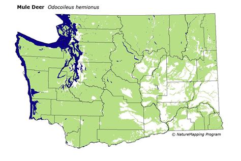 Distribution Map - Mule Deer (Odocoileus hemionus)