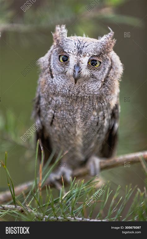 Small Scops Owl On Image & Photo (Free Trial) | Bigstock