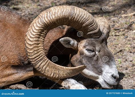 Armenian Mouflon with Huge Horns in the Wild Nature, Close-up Stock Photo - Image of nature ...