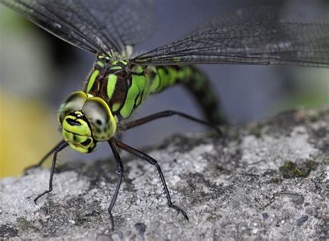 Female Dragonflies Fake Death To Avoid Sex Elite Readers