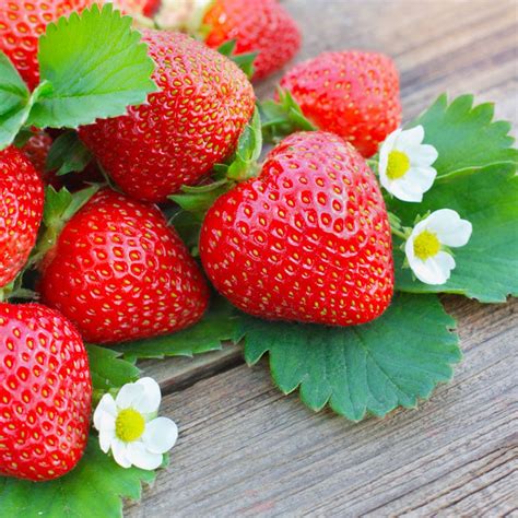 Everbearing Strawberry Bushes for Sale | BrighterBlooms.com