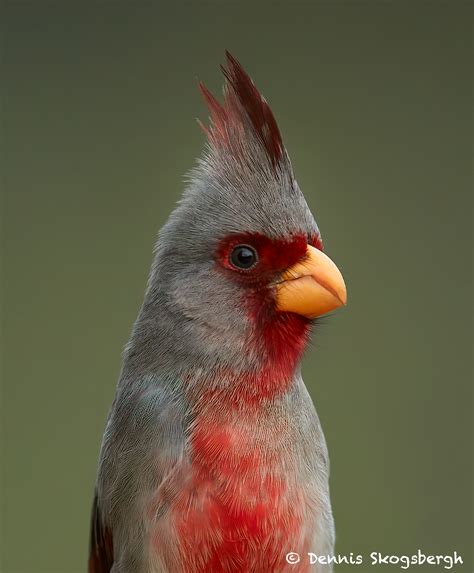 7730 Male Pyrrhuloxia Cardinalis Sinuatus Dennis Skogsbergh