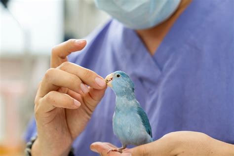 Cuidando das aves A importância dos veterinários especializados