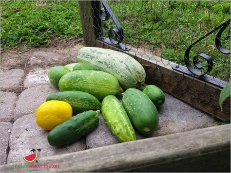 The Surprising Truth - Squash Revealed as a Secret Melon Variety! - [Updated January 2025 ]