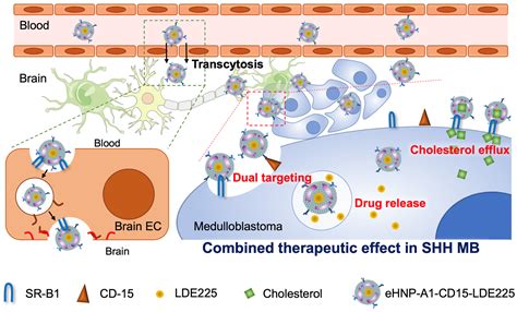 Engineered Biomimetic Nanoparticle For Dual Targeting Of The Cancer