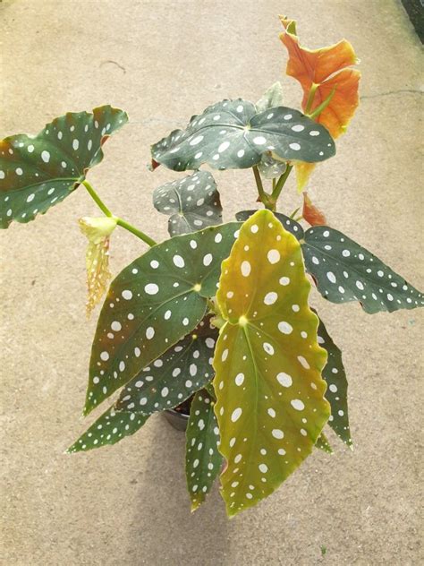 Mother Plant Begonia Maculata Pokadot Japan Bushy Healthy Happy Plant