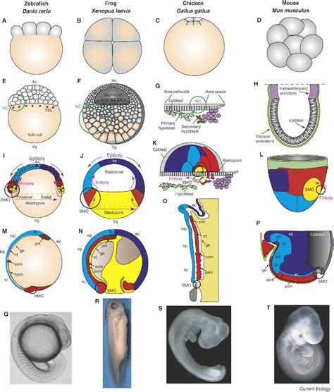 Frog Gastrulation Slide