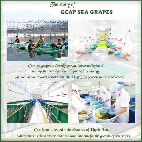 Premium Gcap Sea Grapes Dehydrated Umibudo Green Caviar Lato Seaweed