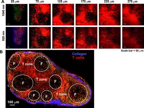 Figures And Data In T Cell Calcium Dynamics Visualized In A Ratiometric