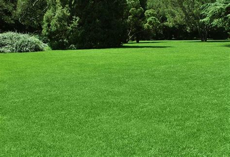 8 Best Drought Tolerant Grass For Southern California