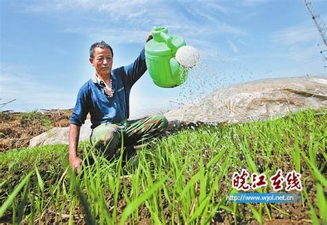 马鞍山：水稻备种时 农民育秧忙安徽频道凤凰网