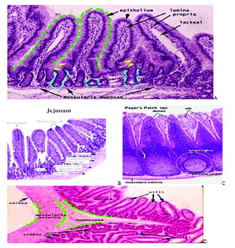 Duodenum Jejunum Ileum Histology