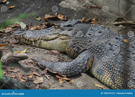 Leistenkrokodil Crocodylus Porosus Oder Leistenkrokodils Oder Indo