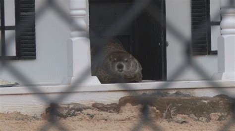 Groundhog Day: Gen. Beauregard Lee says 6 more weeks of winter | 13wmaz.com