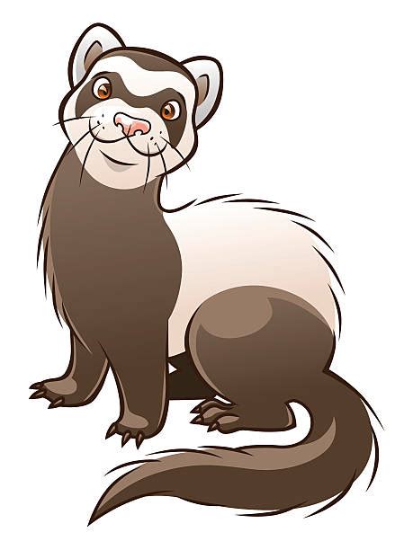 Ferret Clipart Free Download On Clipartmag