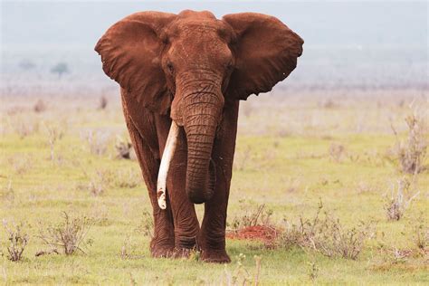 Elephant on Savanna · Free Stock Photo