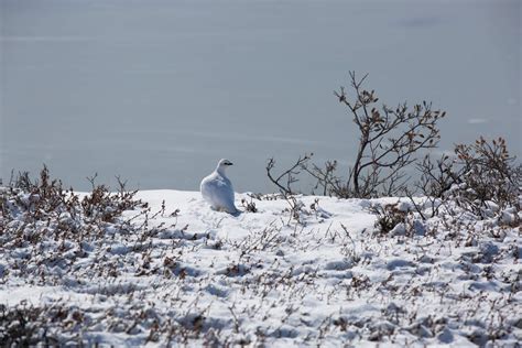 Wildlife in Greenland: Birds - Visit Greenland