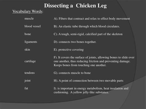 Ppt Dissecting A Chicken Leg Powerpoint Presentation Free Download