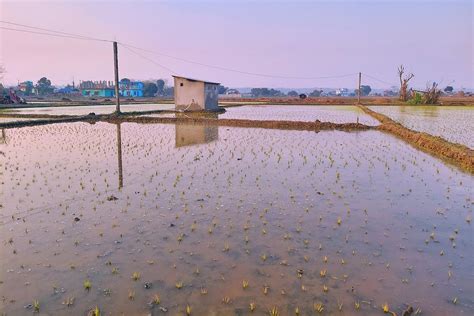 नवलपरासीमा रोपिएको ‘चैते धान