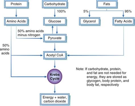 Use of the Energy Nutrients: Metabolism and Balance | Pocket Dentistry