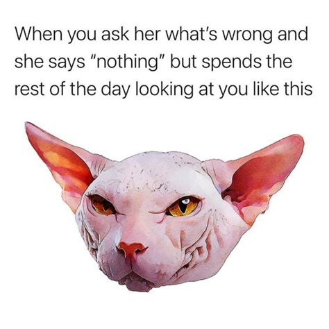 When you ask her what's wrong meme with Sphynx cat : r/sphynx