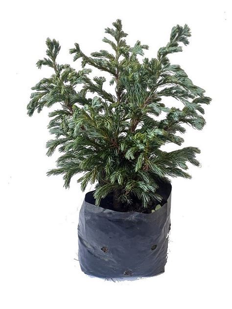 Tuia Azul Muda Ornamental P Vaso Bonsai Ou Jardim Manah Da Terra