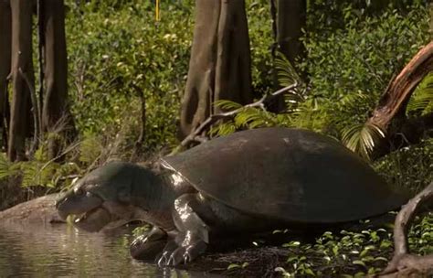 Maturin conheça a tartaruga gigante da Amazônia de 40 mil anos