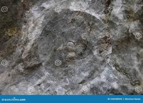 Close Up and Selective Focus of Fusulinid Fossils on Limestone Wall ...