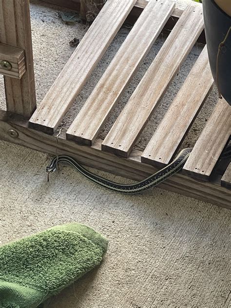 What is he and is he venomous. Houston, Texas : r/snakes