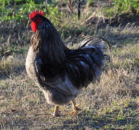 Blue plymouth rock eggs 12+ | BackYard Chickens - Learn How to Raise ...