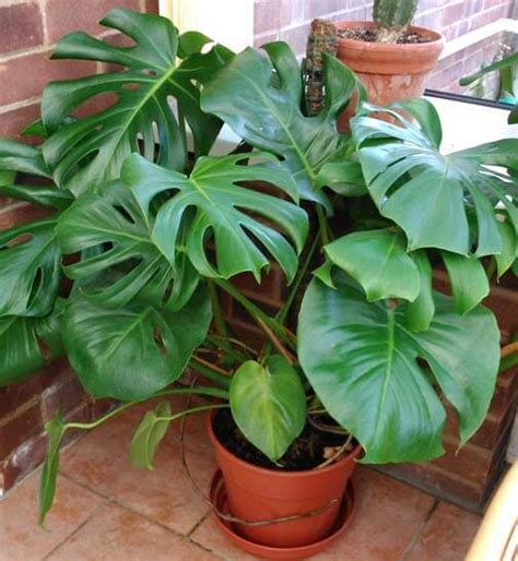 How To Grow And Care For The Monstera Deliciosa Swiss Cheese Plant