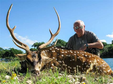 Axis Deer Hunting 60 Species Available To Hunt Ox Ranch