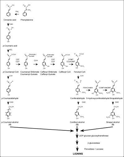 The Genetic Control Of Lignin Deposition During Plant Growth And Development Rogers 2004