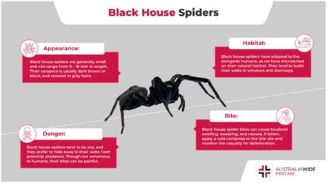 The Black House Spider | Spider Facts