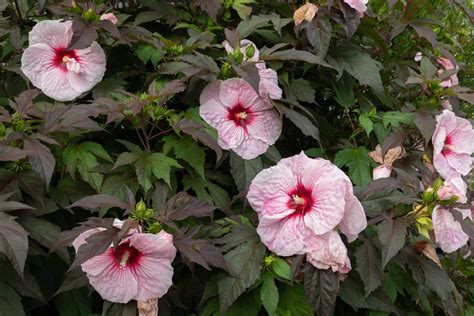 Hardy Hibiscus Winter