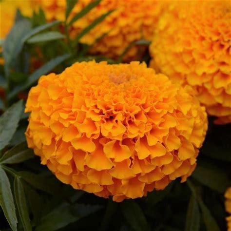 Marigold Marvel Orange Moss Greenhouses